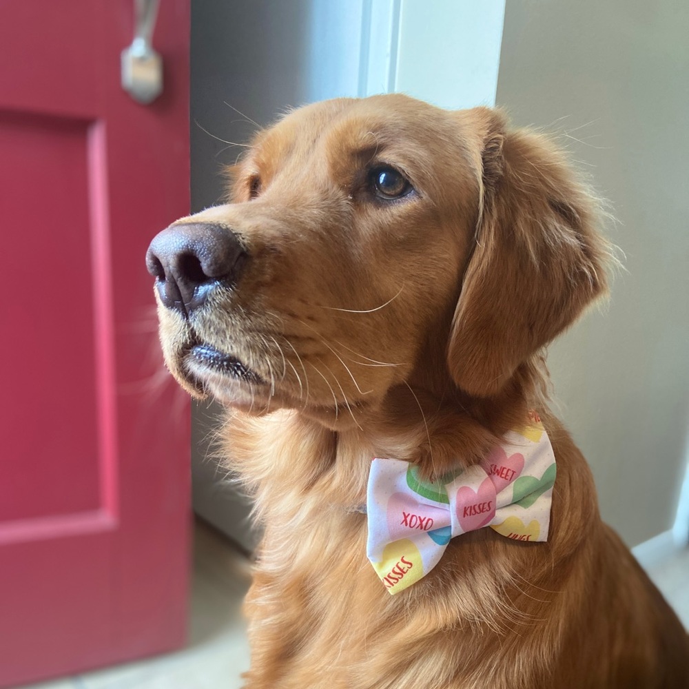 🟧Special Occasion Bow Ties!